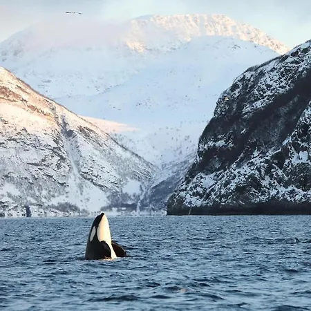 Ferienpark Skjervoy Lodge
