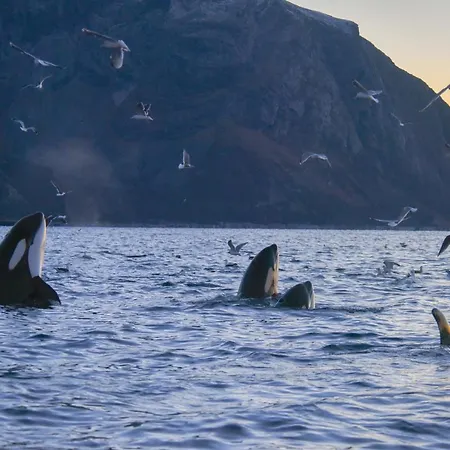 Skjervoy Lodge Πάρκο διακοπών Skjervoy